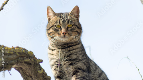 Photography Beautiful gray striped cat on a tree against the blue sky