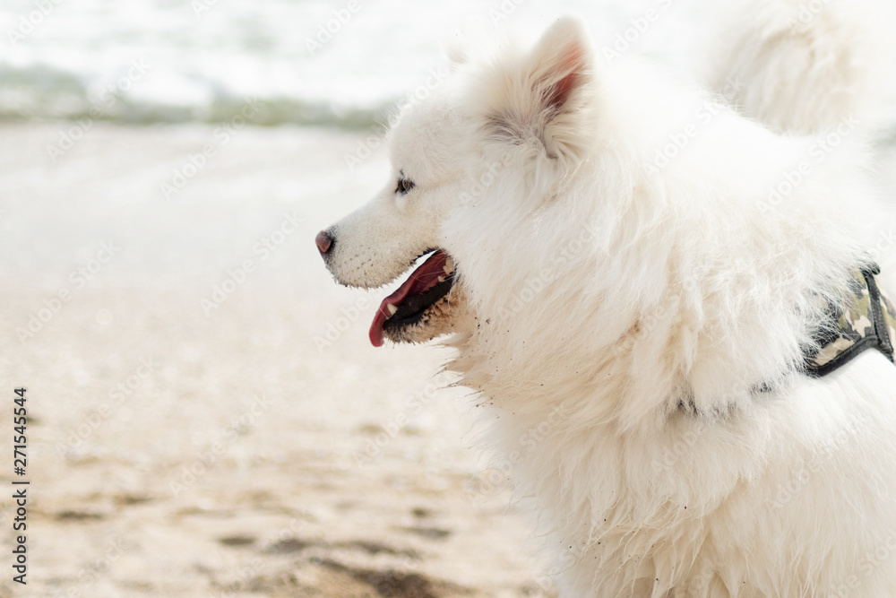 Fototapeta premium Beautiful Samoyed dog have fun on a beach. Domestic purebred dog is walking at seashore