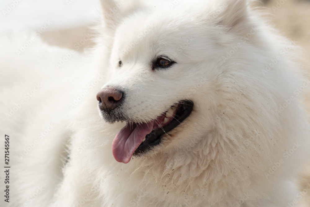 Beautiful Samoyed dog have fun on a beach. Domestic purebred dog is walking at seashore