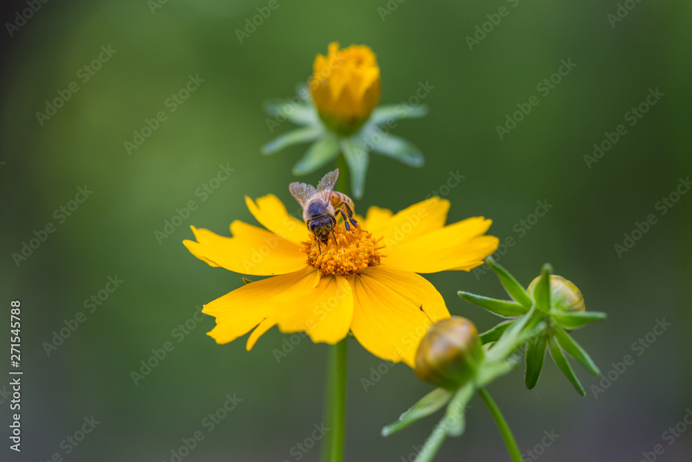 Wildflower,yellow,closeup,pagan,flowering plant,petal,flower,plant stem,wallpaper,natural,outdoor,flower,yellow,nature,plant,garden,summer,green,daisy,flowers,spring,flora ,beauty,bloom,flower,petal,c Wildflower,yellow,closeup,pagan,flowering plant,petal,flower,plant stem,wallpaper,natural,outdoor,flower,yellow,nature,plant,garden,summer,green,daisy,flowers,spring,flora ,beauty,bloom,flower,petal,c