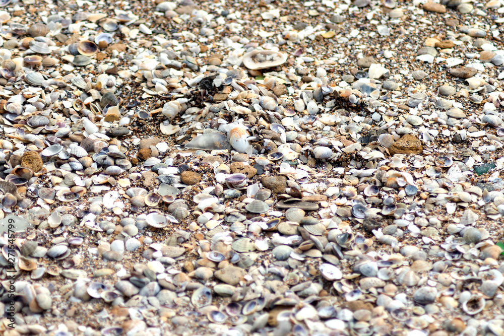 seashells background texture. different shells on sand