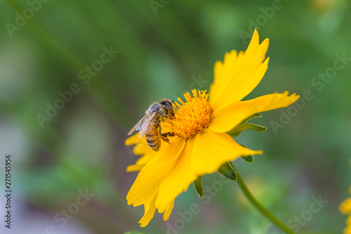 Wildflower yellow closeup pagan flowering plant petal flower plant stem wallpaper natural outdoor flower yellow nature plant garden summer green daisy flowers spring flora  beauty bloom flower petal c