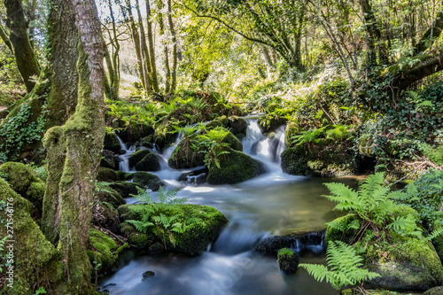 waterfall in forest