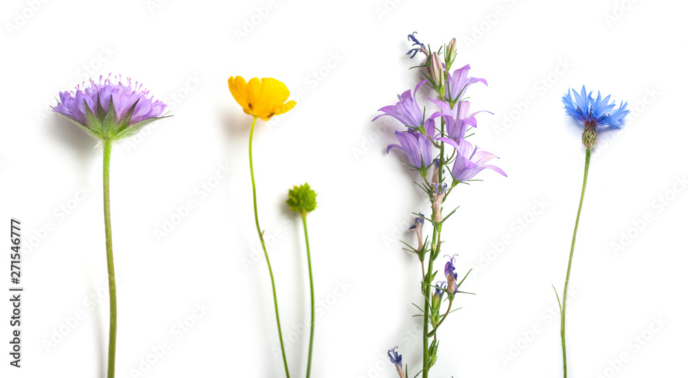 Fototapeta zbliżenie dzikich kwiatów na białym tle