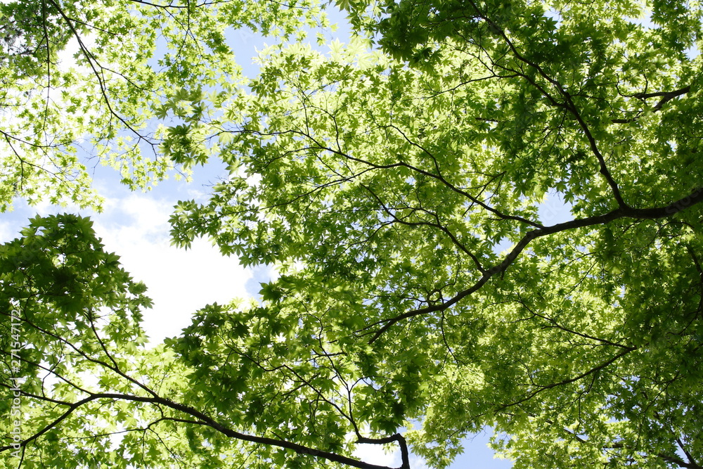 Fototapeta premium 美しい新緑の青もみじ Beautiful green maple trees.