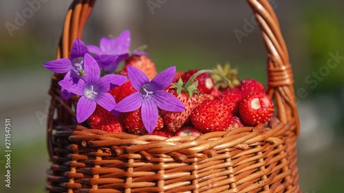 Full basket of fresh strawberries and flowers bluebells with summer foliage and sun in the background. The concept of summer  rest  pleasure  healthy eating. Copy space