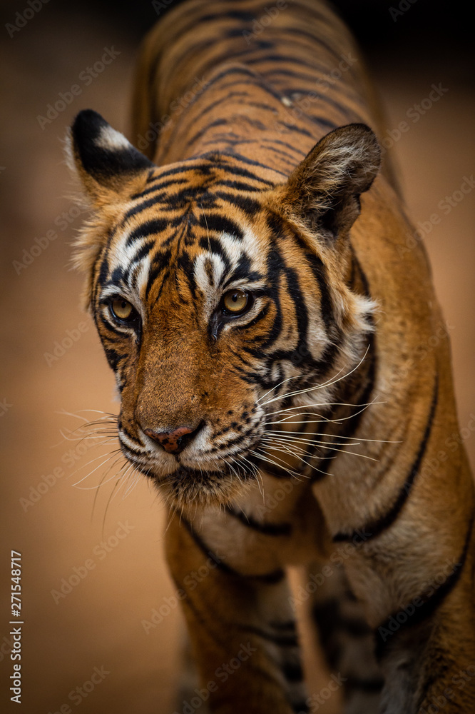 A female tiger on an evening stroll coming straight to our safari vehicle at Ranthambore National Park, Rajasthan, India A female tiger on an evening stroll coming straight to our safari vehicle at Ranthambore National Park, Rajasthan, India