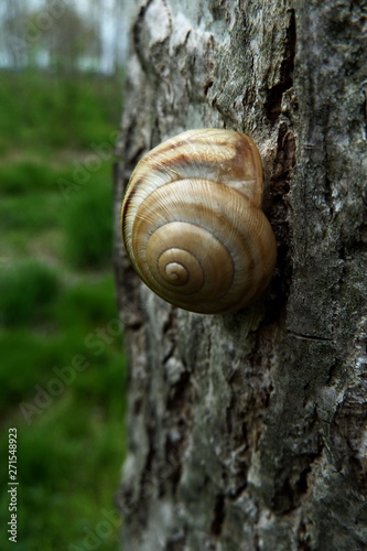 Close-up of a snail on a tree bark with a rough texture