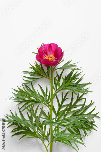 Red peony flower on a white plain background. Copy space, flat lay