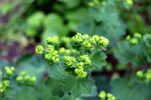Alchemilla mollis, the garden lady's-mantle or lady's-mantle in garden. It is an herbaceous perennial plant native to southern Europe and grown throughout the world as an ornamental garden plant.