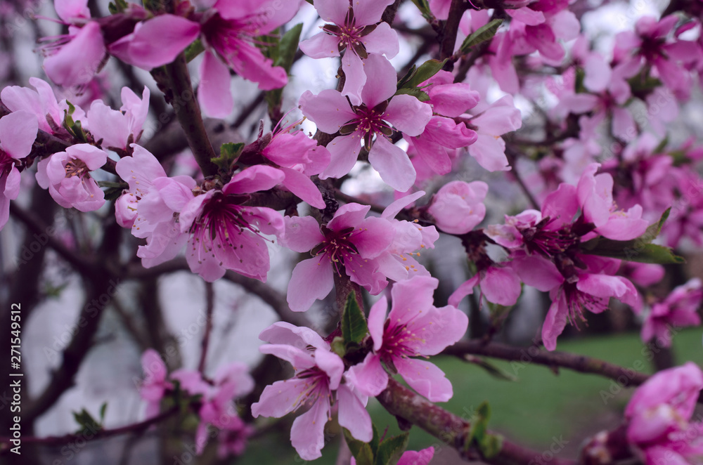 Peach blossom in the garden Peach blossom in the garden