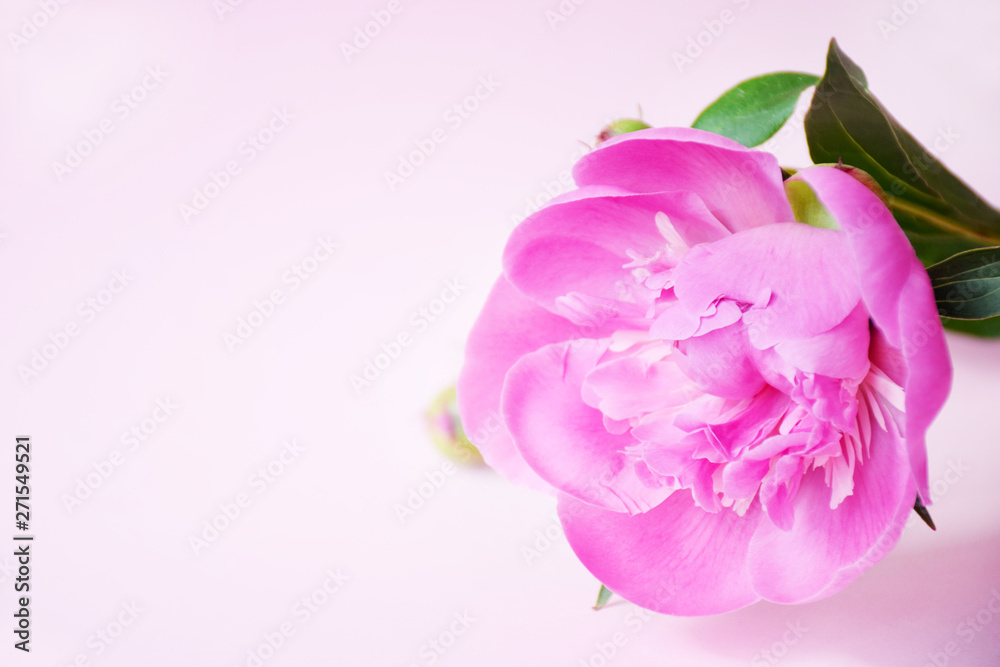 Floral natural tender background. One Pink Peony on light pink background with copy space. Birthday, Mother's, Valentines, Women's Wedding Day concept. Invitation in light pink colors, top view. Floral natural tender background. One Pink Peony on light pink background with copy space. Birthday, Mother's, Valentines, Women's Wedding Day concept. Invitation in light pink colors, top view.