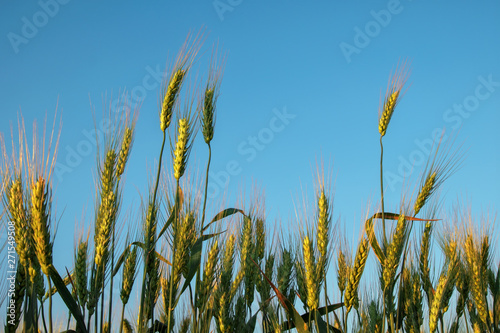 Wheat field at sunset. Beautiful evening landscape. Spikelets of wheat close-up. Magic colors of sunset light