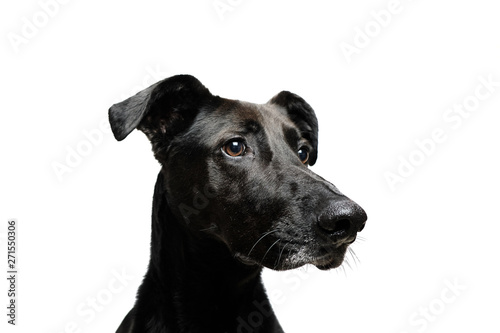 dog portrait with white background