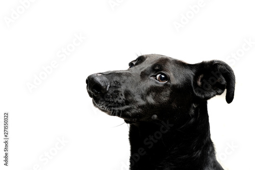 Photography dog portrait with white background
