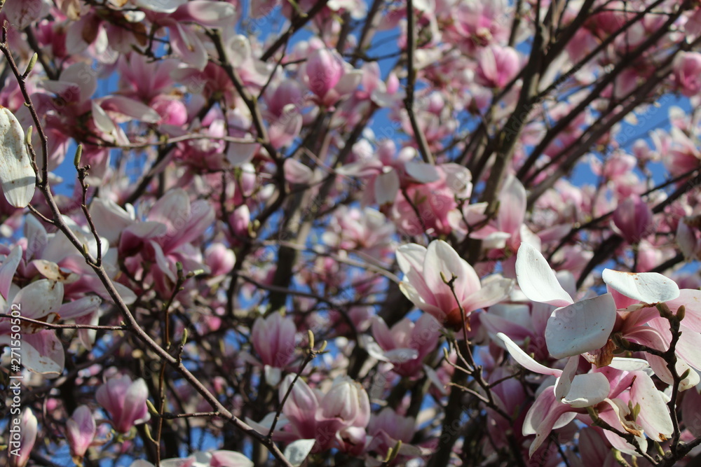 spring cherry blossom