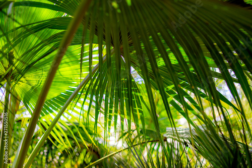 palm leaves  summer  mediterranean