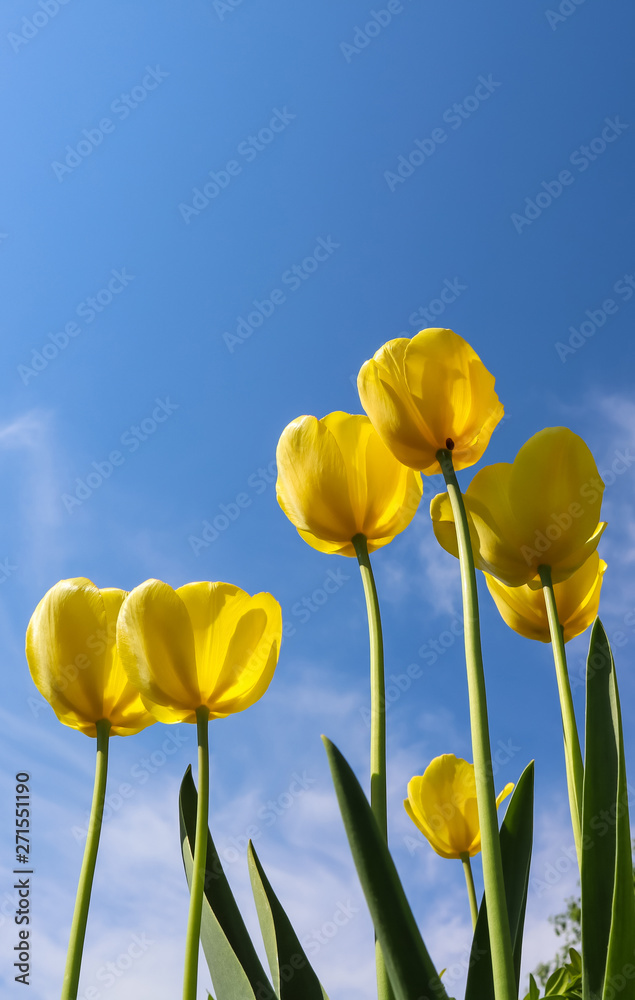 Beautiful yellow tulips in spring against blue sky with clouds. Floral background Beautiful yellow tulips in spring against blue sky with clouds. Floral background