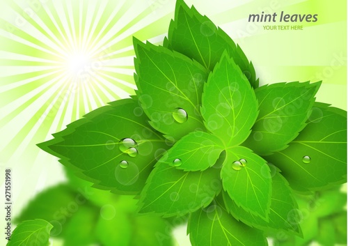 Fresh mint in the bright rays of the sun. Menthol is a healthy scent. Herbal natural plant. Green mint leaves.