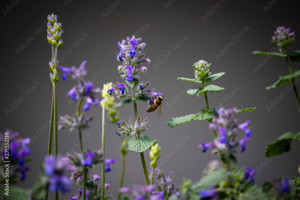 Fototapeta premium Biene an Katzenminze