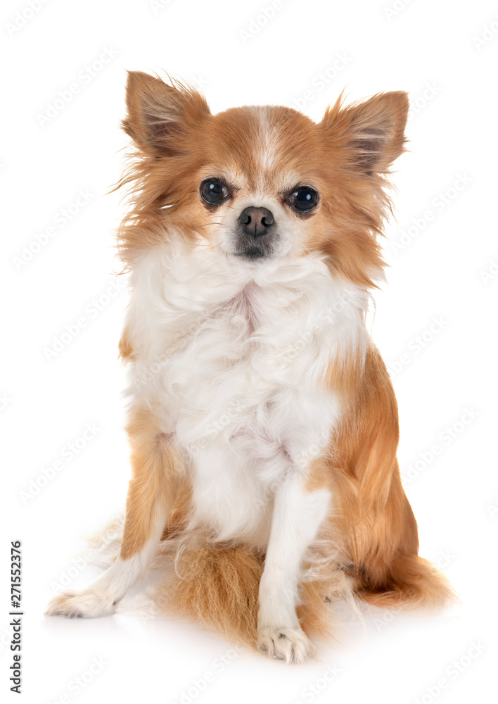 chihuahua in studio chihuahua in studio