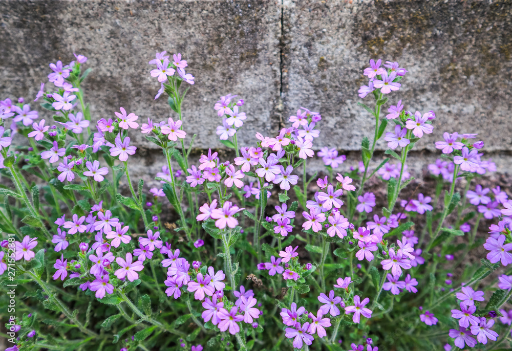 Small purple flowers grow near the wall of the house. Concrete background Small purple flowers grow near the wall of the house. Concrete background