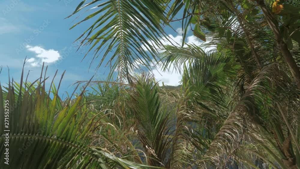 Tropical palm leaves under blue sky on tropical beach moving in the wind. Leaf palm tree on blue sky. Tropical Background Tropical palm leaves under blue sky on tropical beach moving in the wind. Leaf palm tree on blue sky. Tropical Background