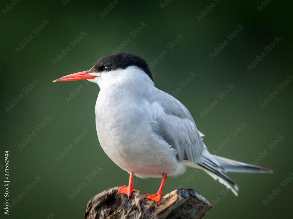 Close up of a beautiful isolated mature Common Tern Seagull bird