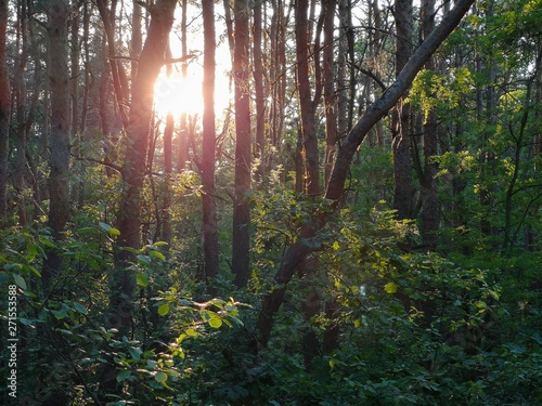 morning in the forest