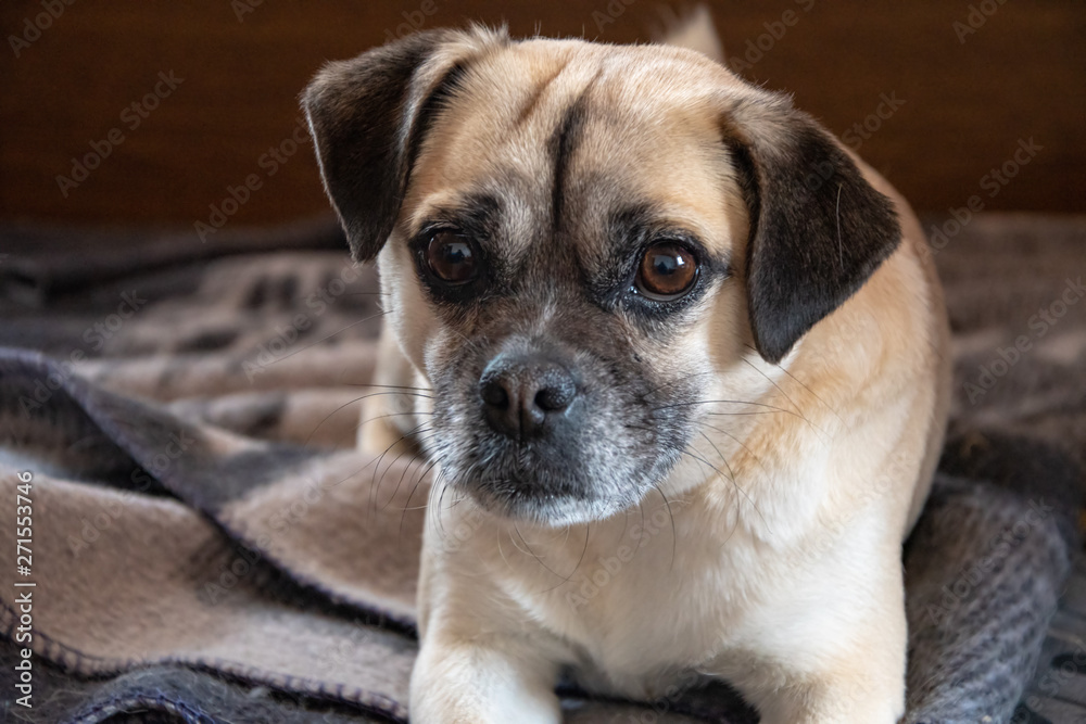 Dog breed pug lying on the bed in the room and looking into the distance