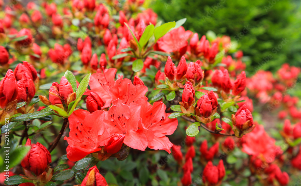 Blossom of red azalea flower in spring garden. Gardening concept. Floral background