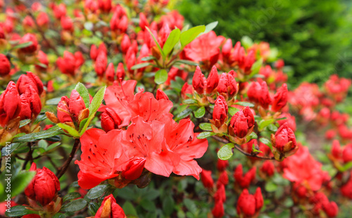 Blossom of red azalea flower in spring garden. Gardening concept. Floral background