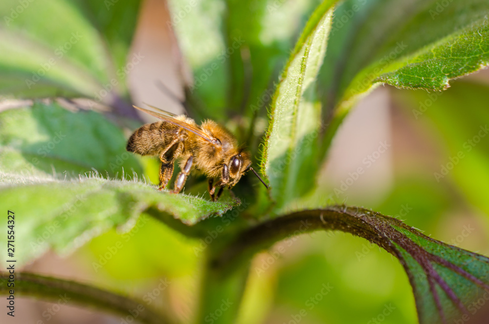 Wild bee in evening sunlight in green leaf. Close up with shallow depth of field Wild bee in evening sunlight in green leaf. Close up with shallow depth of field