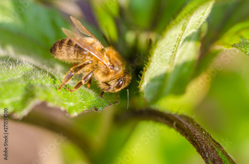 Wild bee in evening sunlight in green leaf. Close up with shallow depth of field