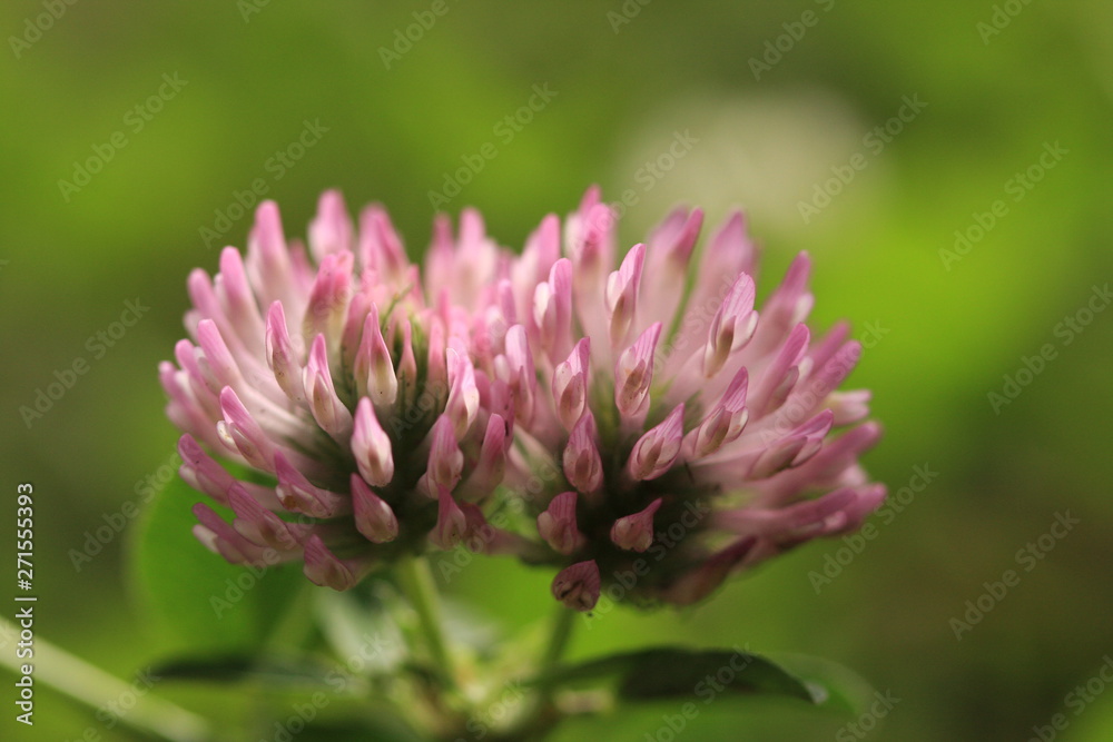 Flowering clover Flowering clover