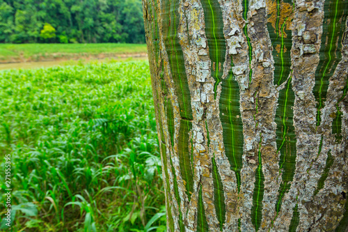 Chagres National Park, Colon Province, Panama, Central America, America photo