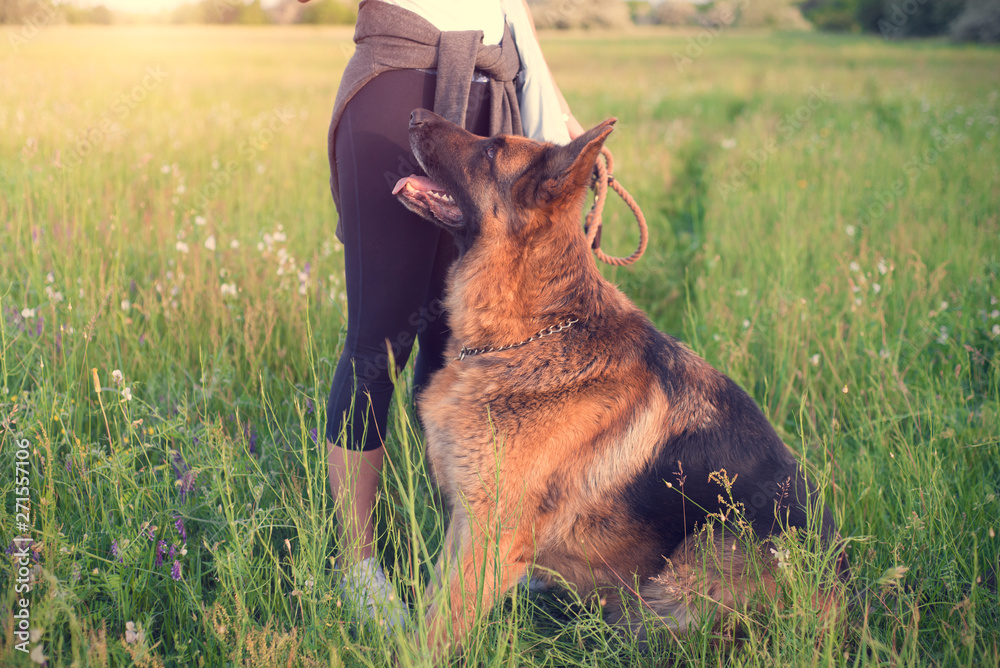 German shepherd dog with owner in the field German shepherd dog with owner in the field
