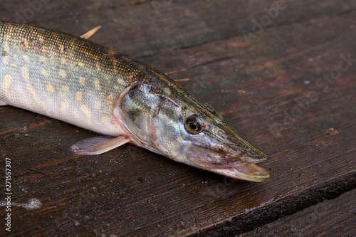 Freshwater pike fish on vintage wooden background.