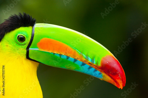 Keel-billed Toucan (Ramphastos sulfuratus), Chagres National Park, Colon Province, Panama, Central America, America photo