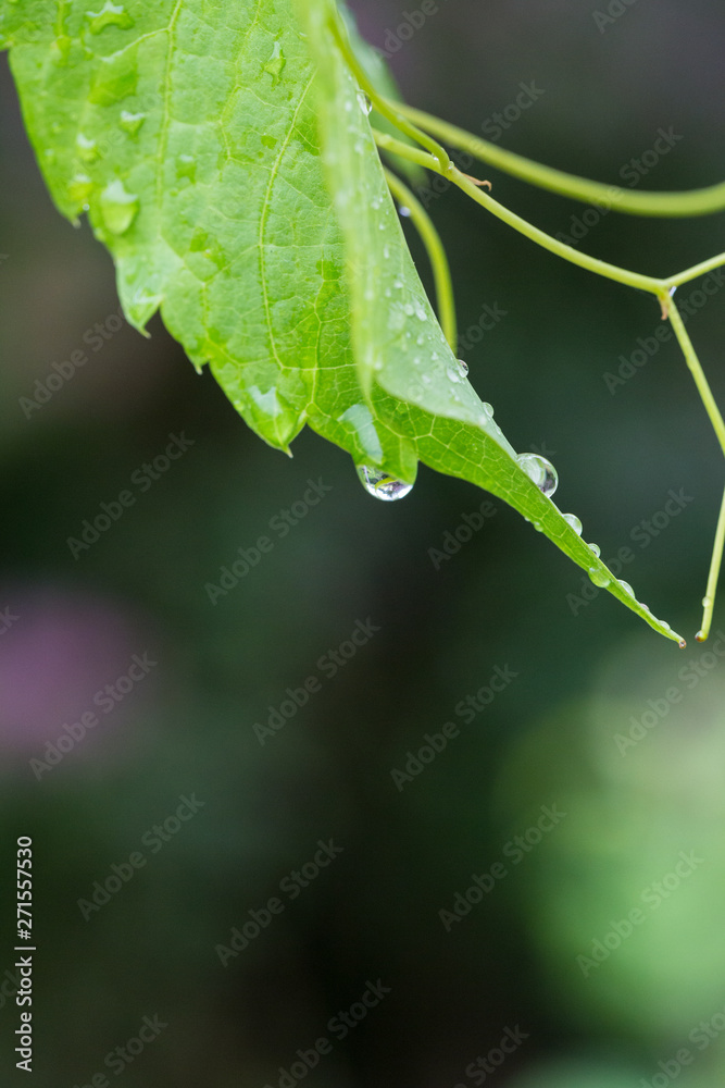 Macro close-up of outdoor leaves with raindrops Macro close-up of outdoor leaves with raindrops
