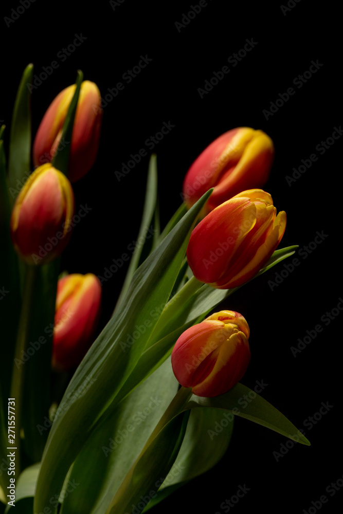 Beautiful orange and red tulip on black background Beautiful orange and red tulip on black background
