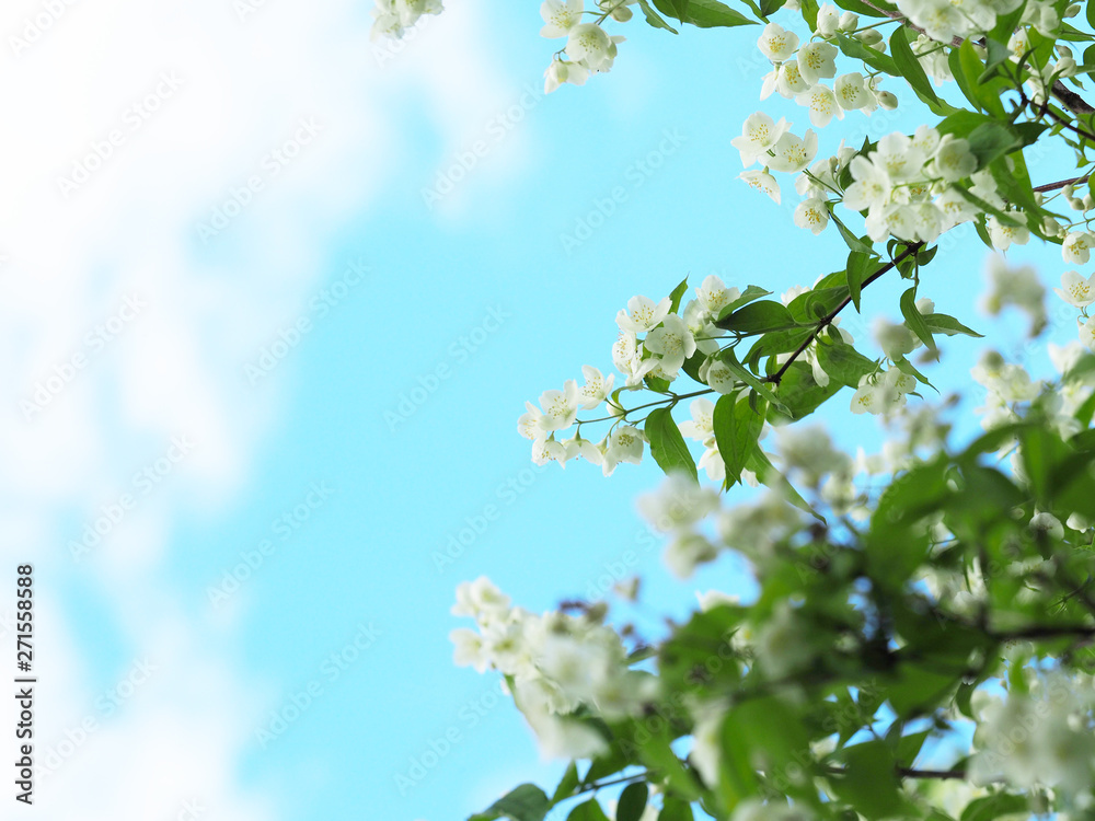 Jasmine or jasminum bush with white flowers on blue sky background. Flowering. Beautiful in spring bloom garden