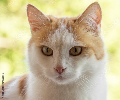 Red white cat