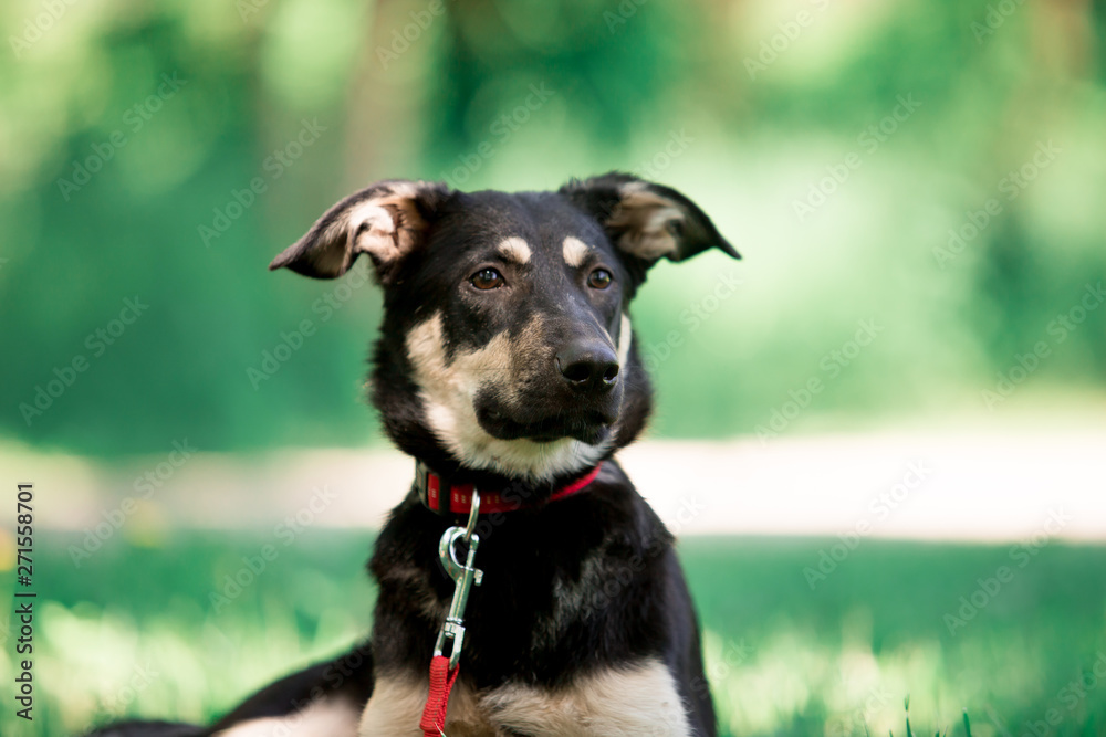 Beautiful dogs in nature and in the city Beautiful dogs in nature and in the city