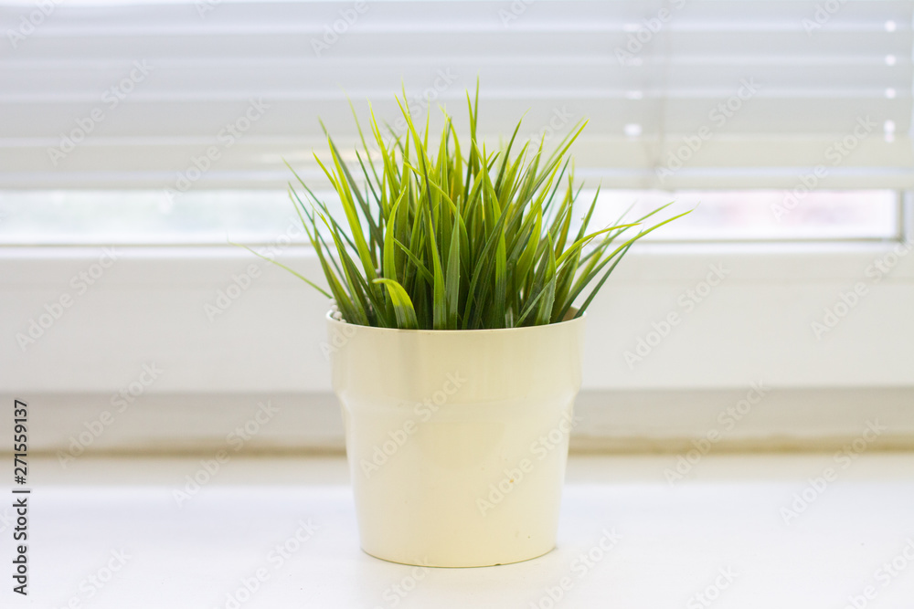 green grass in a white pot on the window sill. free space green grass in a white pot on the window sill. free space