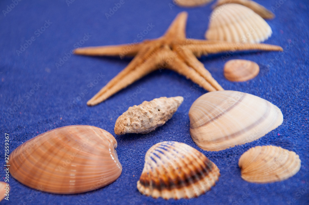 Shells  