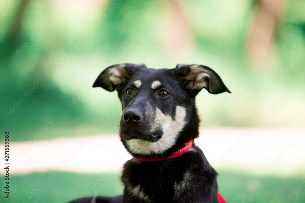 Beautiful dogs in nature and in the city Beautiful dogs in nature and in the city