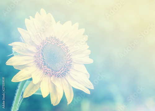 Fototapeta Naklejka Na Ścianę i Meble -  Close-up of a beautiful sunflower and bee in a field