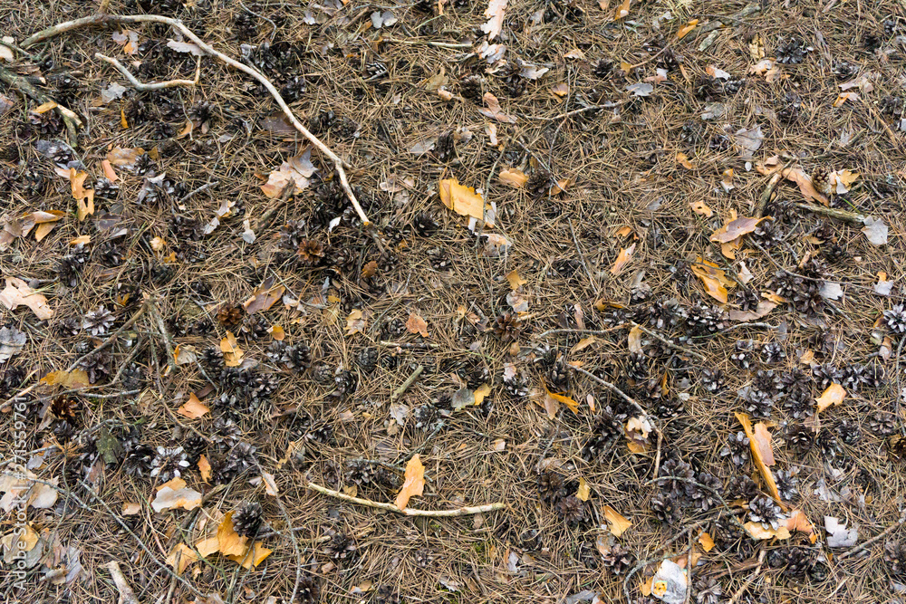 pine cones, a layer of cones on the ground, a heap of cones without seeds, dry cones on a pile pine cones, a layer of cones on the ground, a heap of cones without seeds, dry cones on a pile