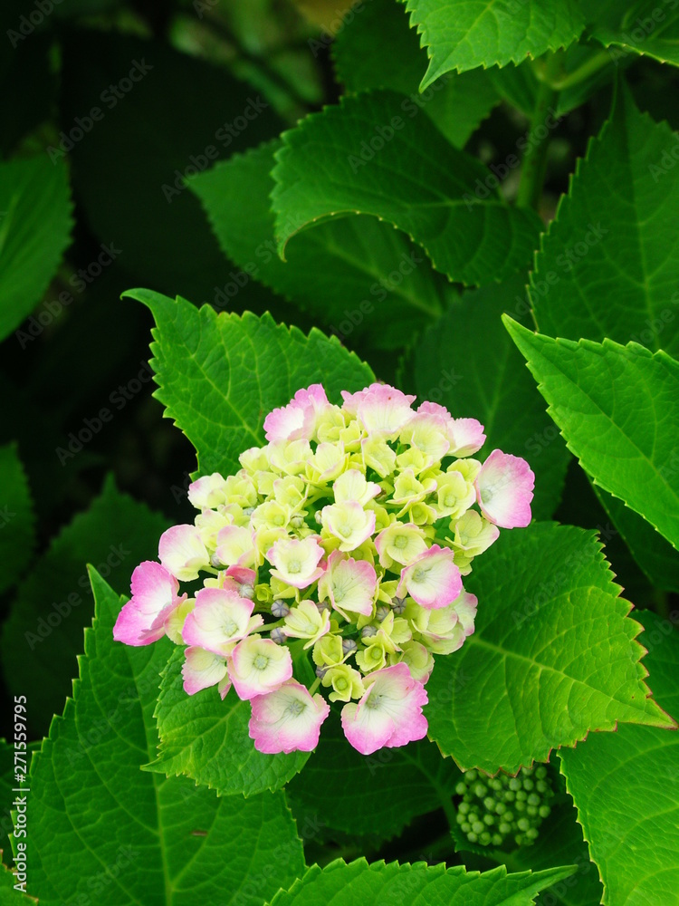 咲き始めた紫陽花と若葉 咲き始めた紫陽花と若葉